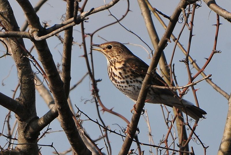 Song Thrush