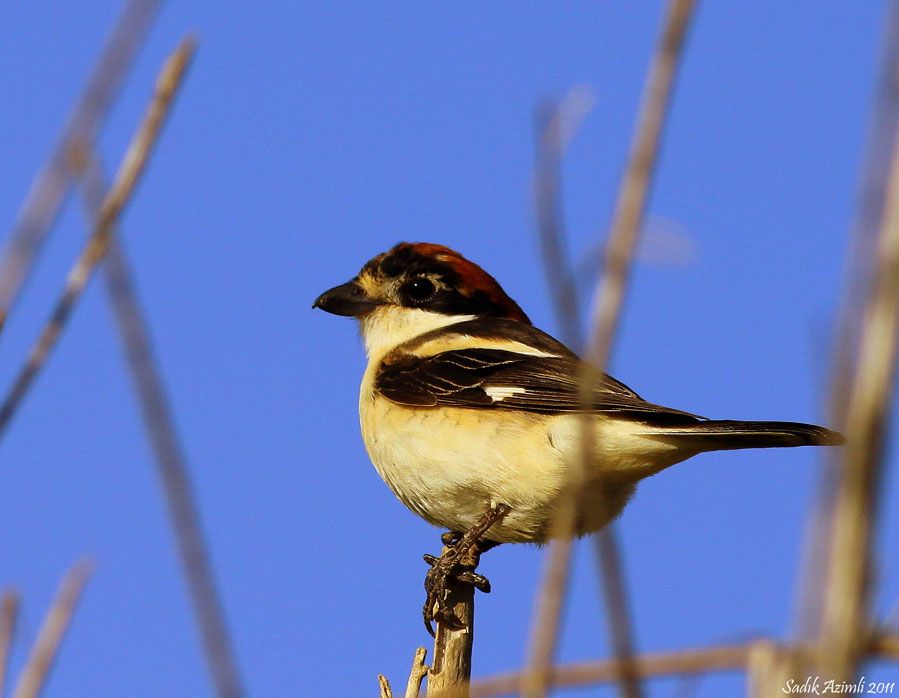 Woodchat Shrike