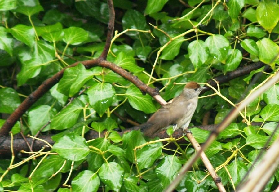 Eurasian Blackcap
