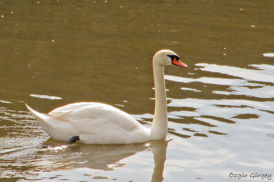 Mute Swan