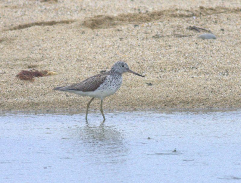 Common Greenshank
