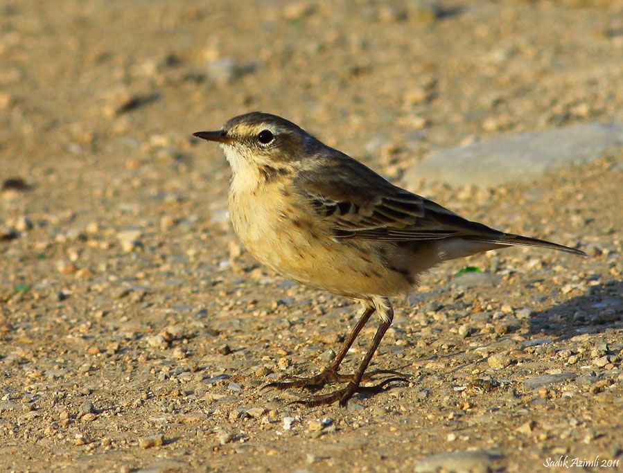 Water Pipit