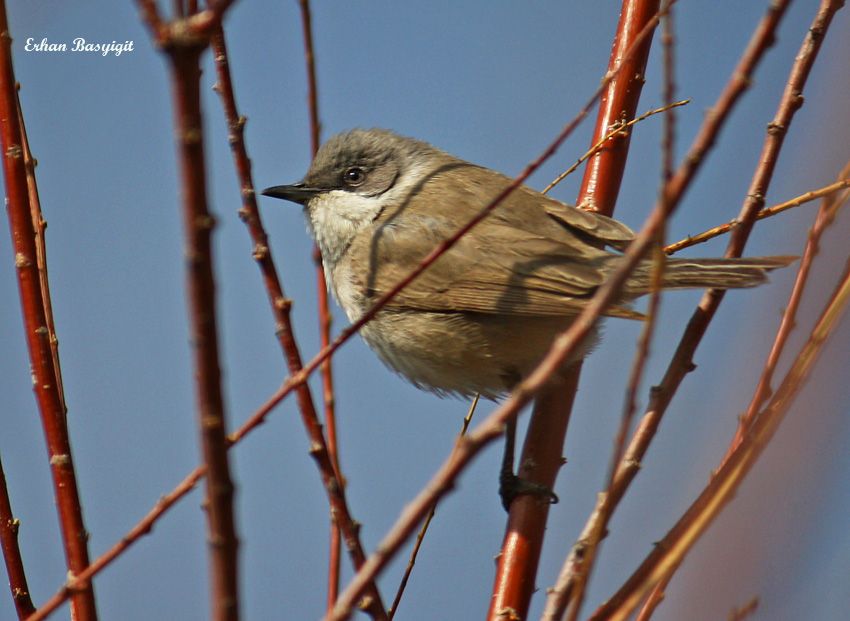 Lesser Whitethroat