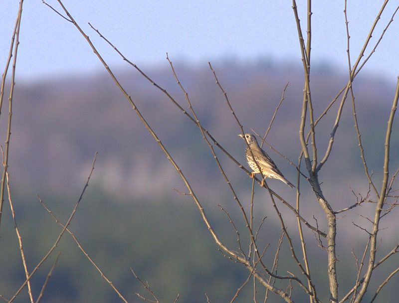 Mistle Thrush