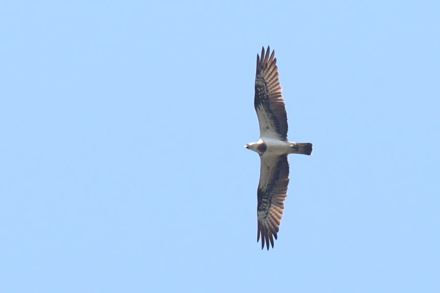 Osprey