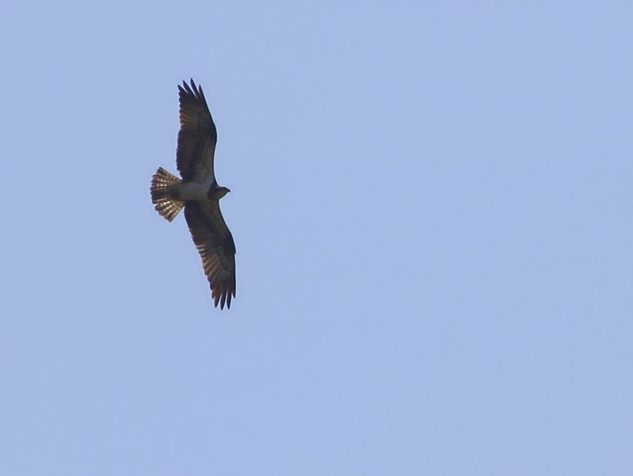 Osprey