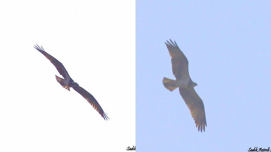 Osprey