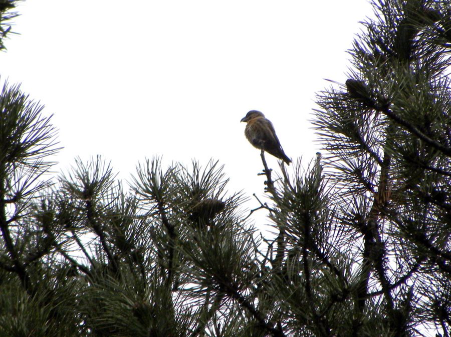 Red Crossbill