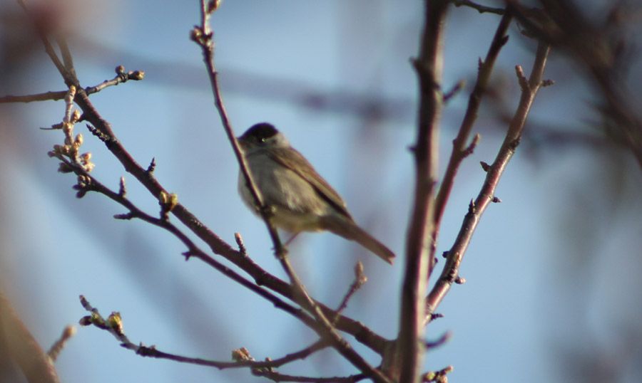 Eurasian Blackcap