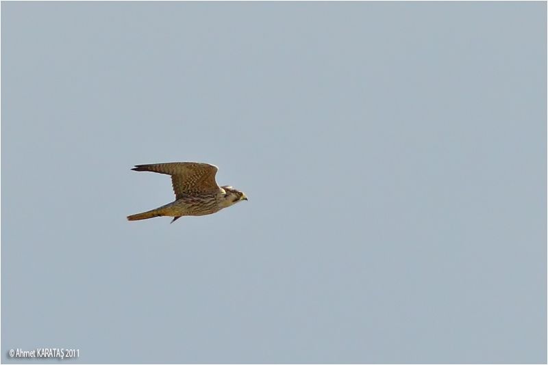 Lanner Falcon