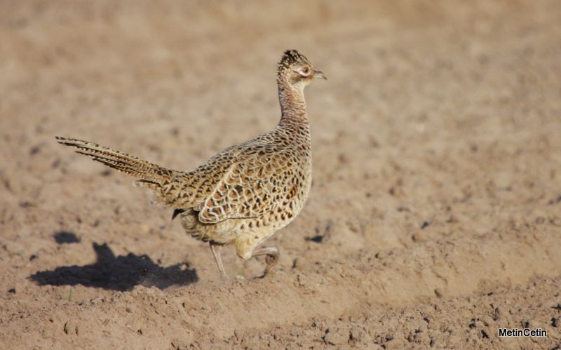 Common Pheasant