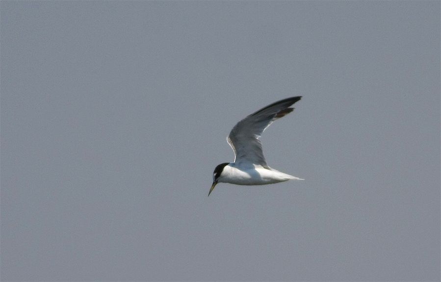 Little Tern