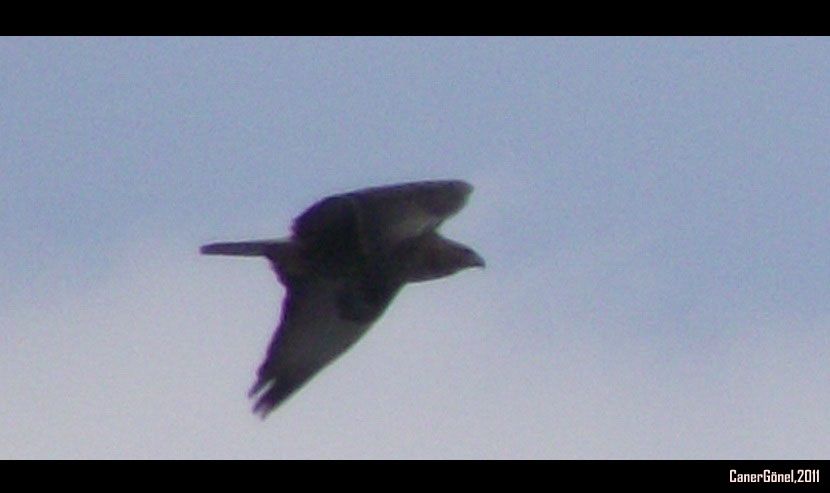 Common Buzzard