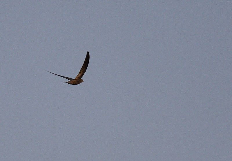 Pallid Swift