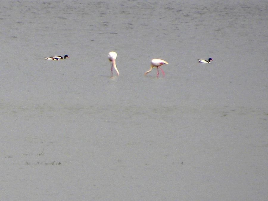 Common Shelduck