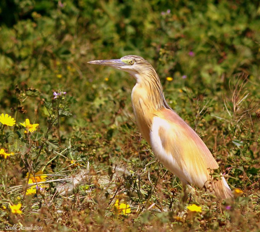 Squacco Heron