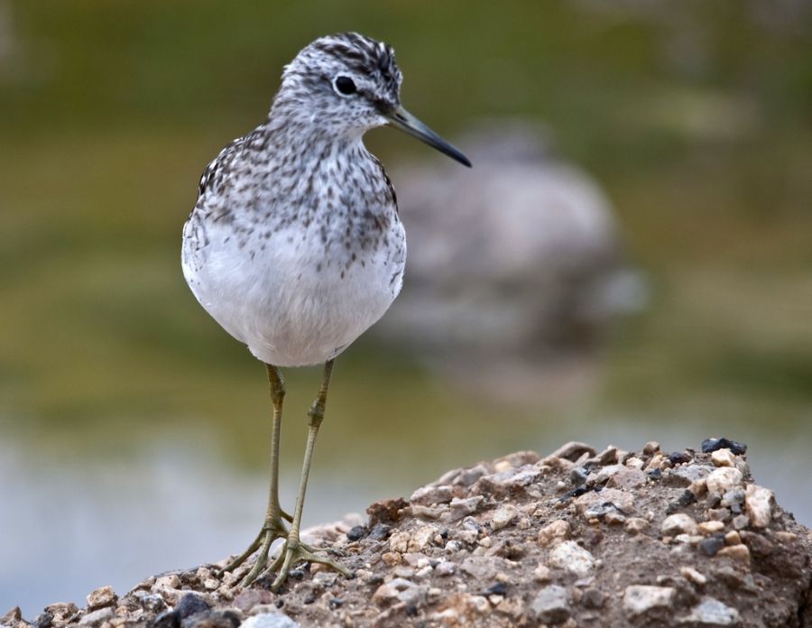 Wood Sandpiper