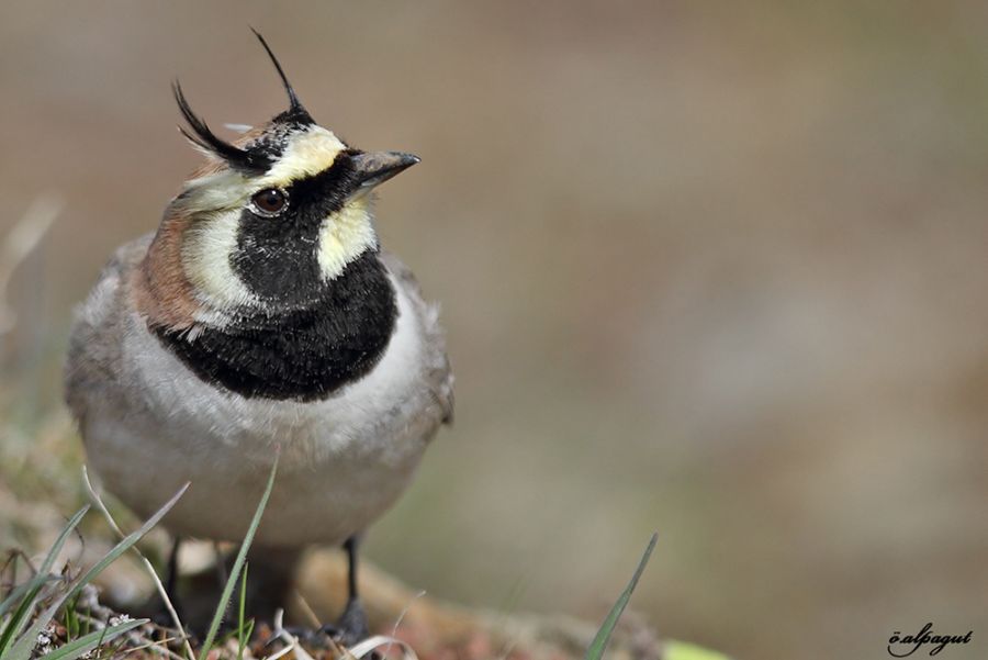 Horned Lark