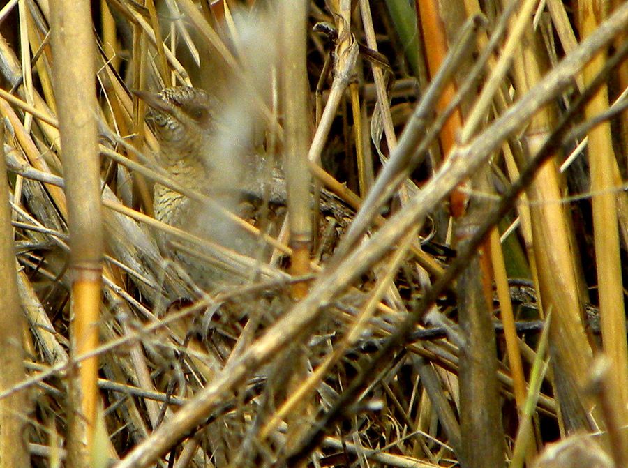 Eurasian Wryneck
