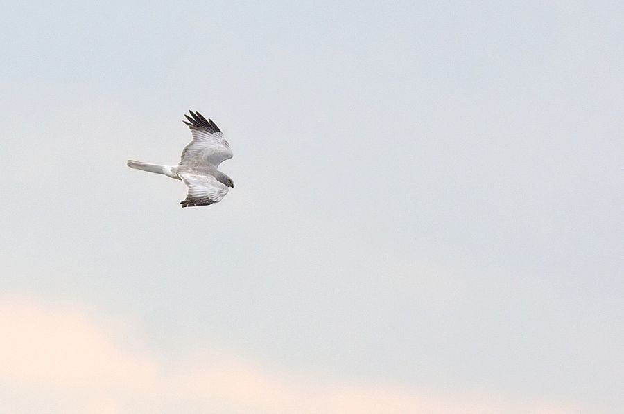 Hen Harrier