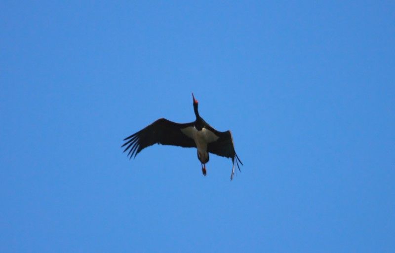 Black Stork