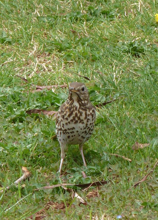 Song Thrush