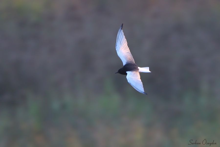 White-winged Tern