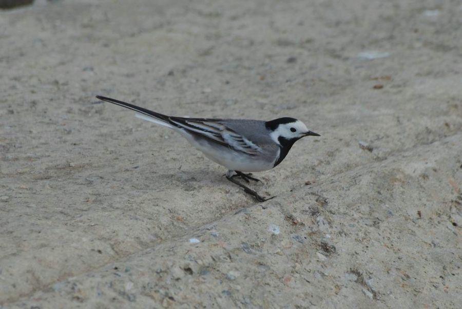 White Wagtail