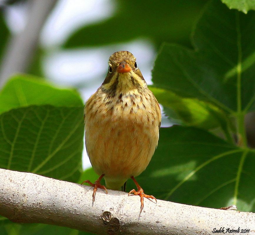Ortolan Bunting