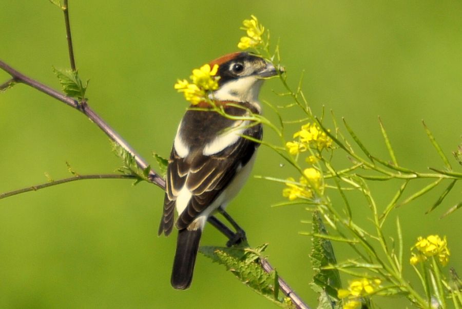 Woodchat Shrike