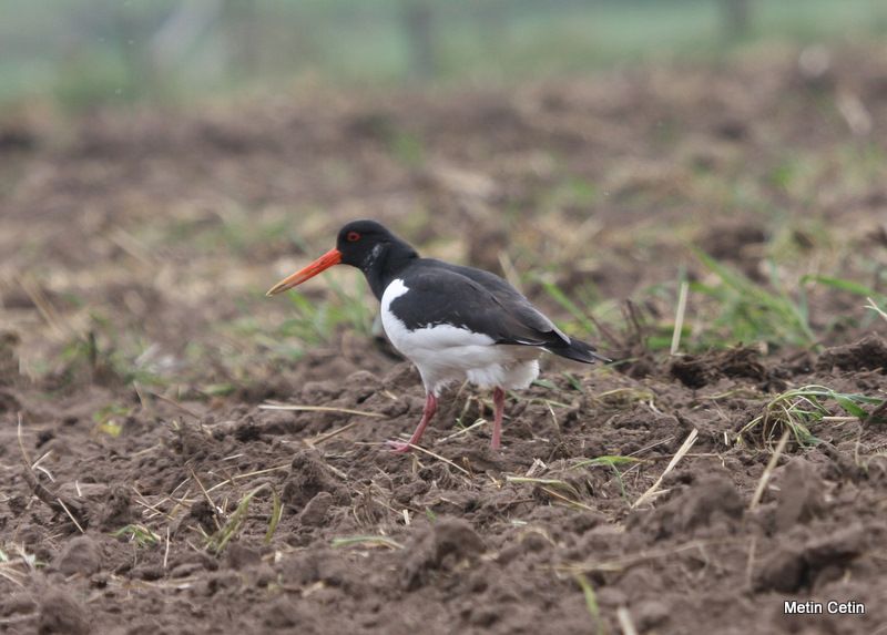 Eurasian Oystercatcher