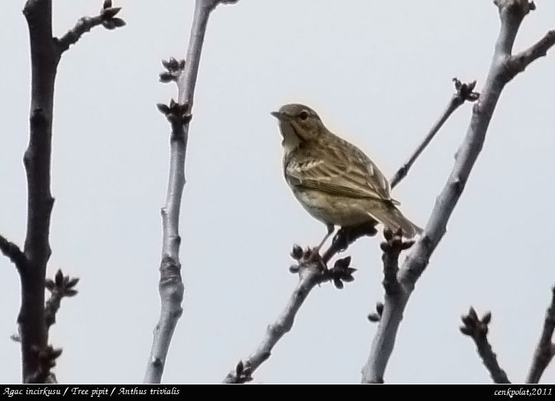 Tree Pipit