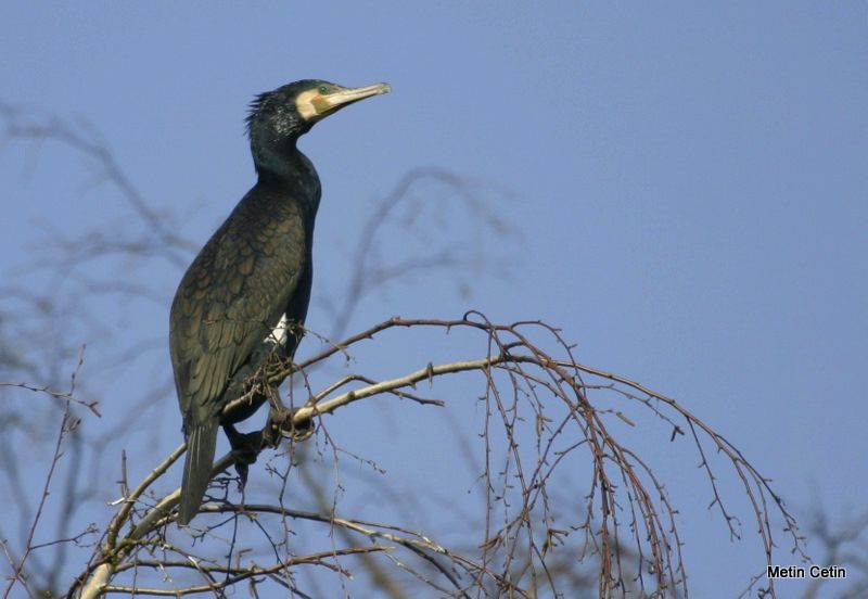 Karabatak