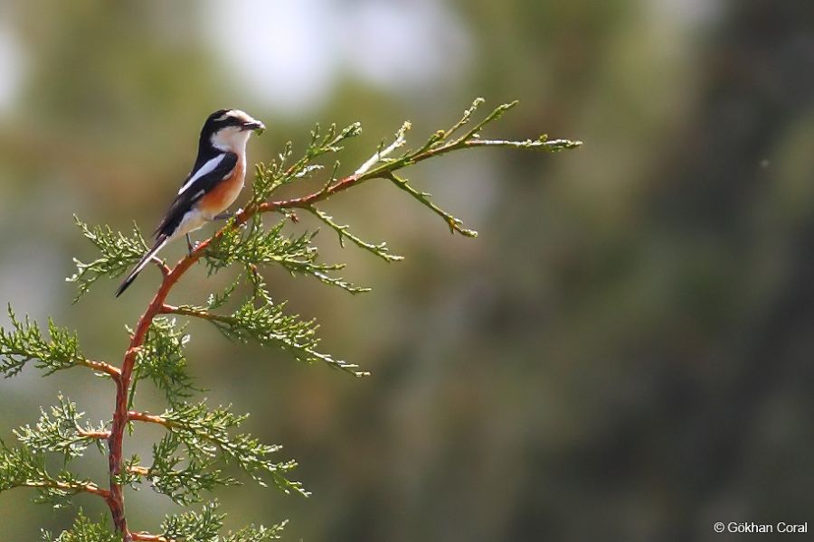 Masked Shrike
