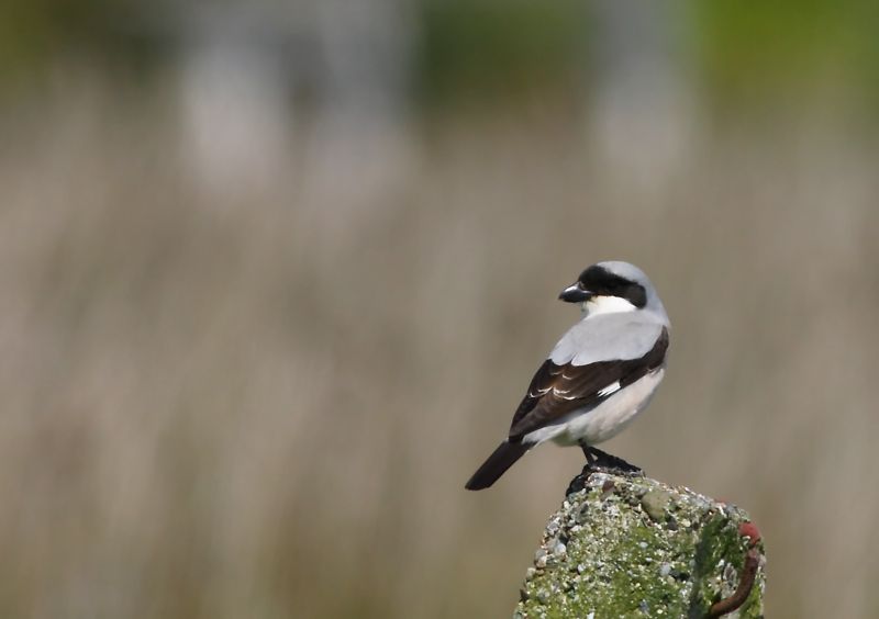 Lesser Grey Shrike