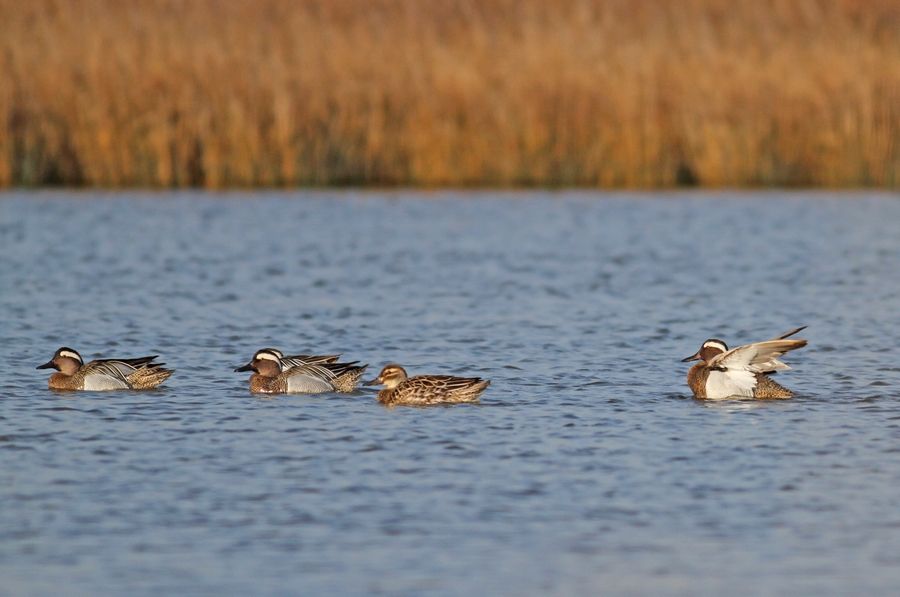 Garganey