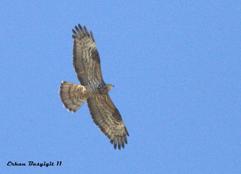 European Honey Buzzard