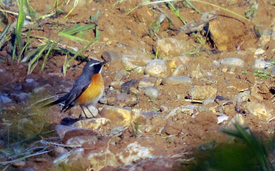 White-throated Robin