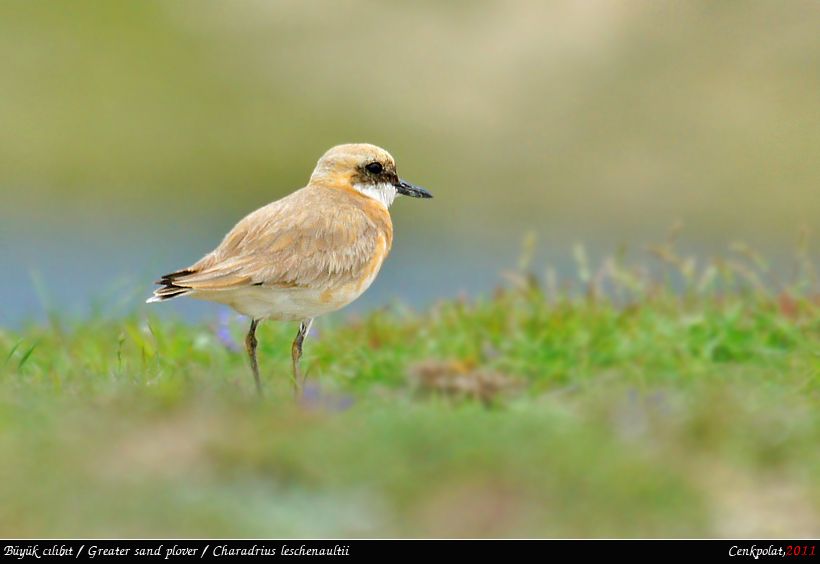 Greater Sand Plover