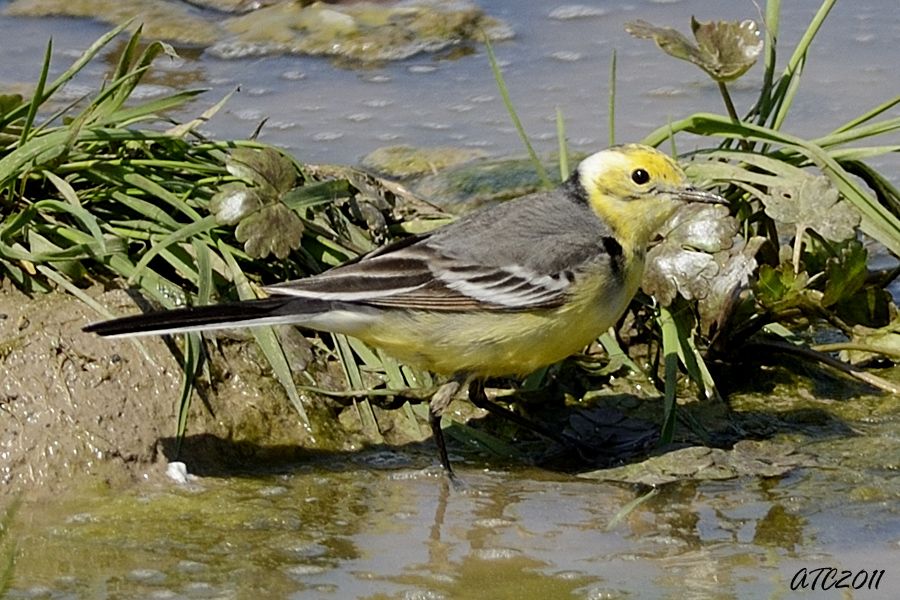 Citrine Wagtail