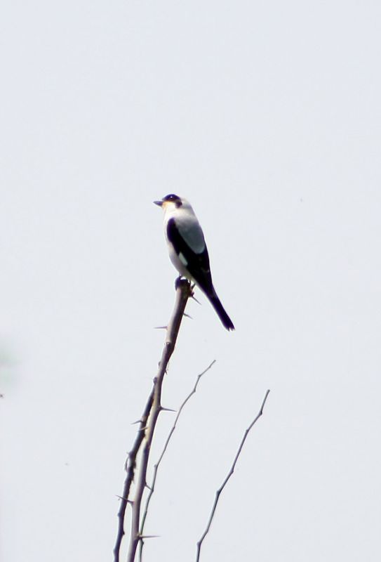 Lesser Grey Shrike
