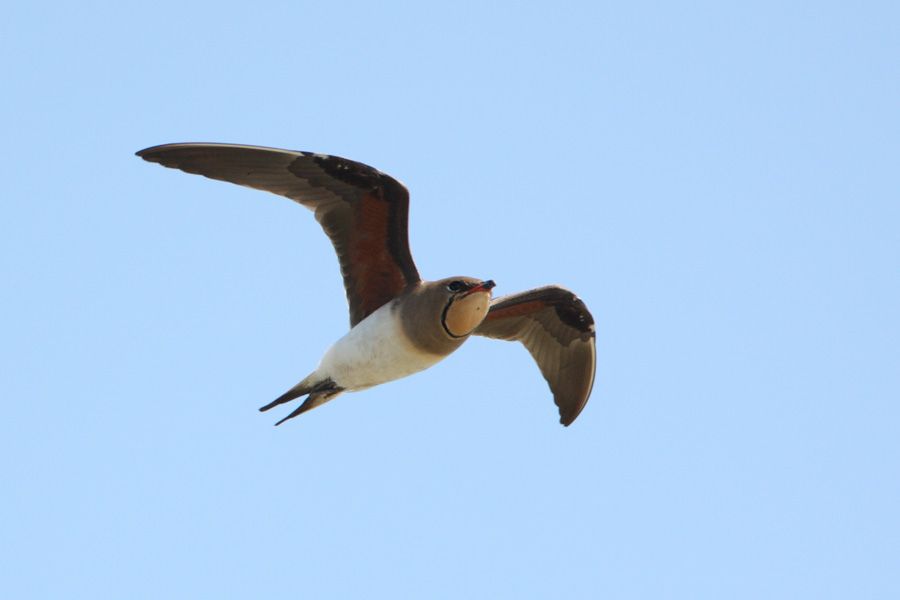 Collared Pratincole