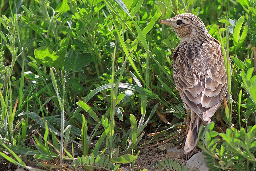 Eurasian Skylark