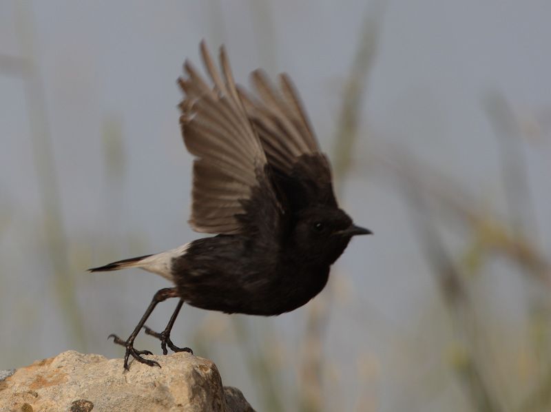 Mourning Wheatear