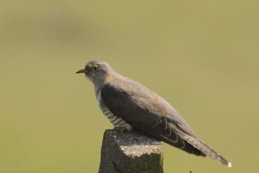 Common Cuckoo