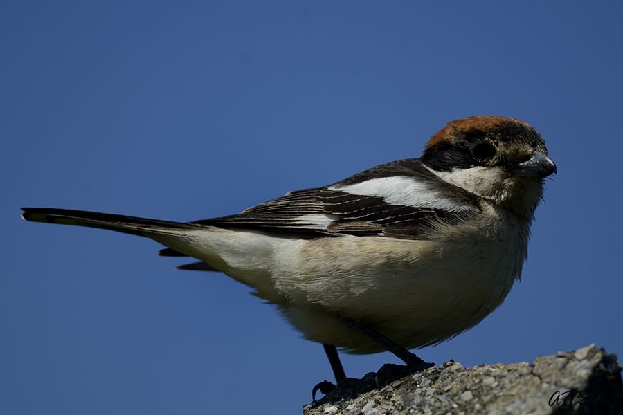 Woodchat Shrike