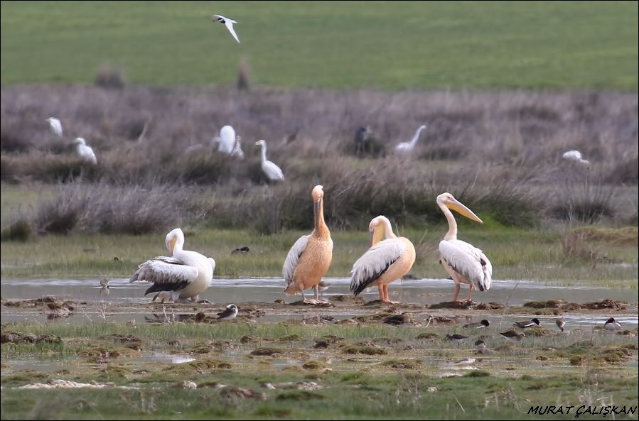 Great White Pelican