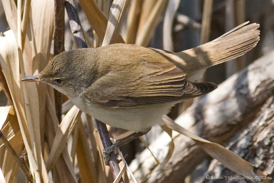 Common Reed Warbler