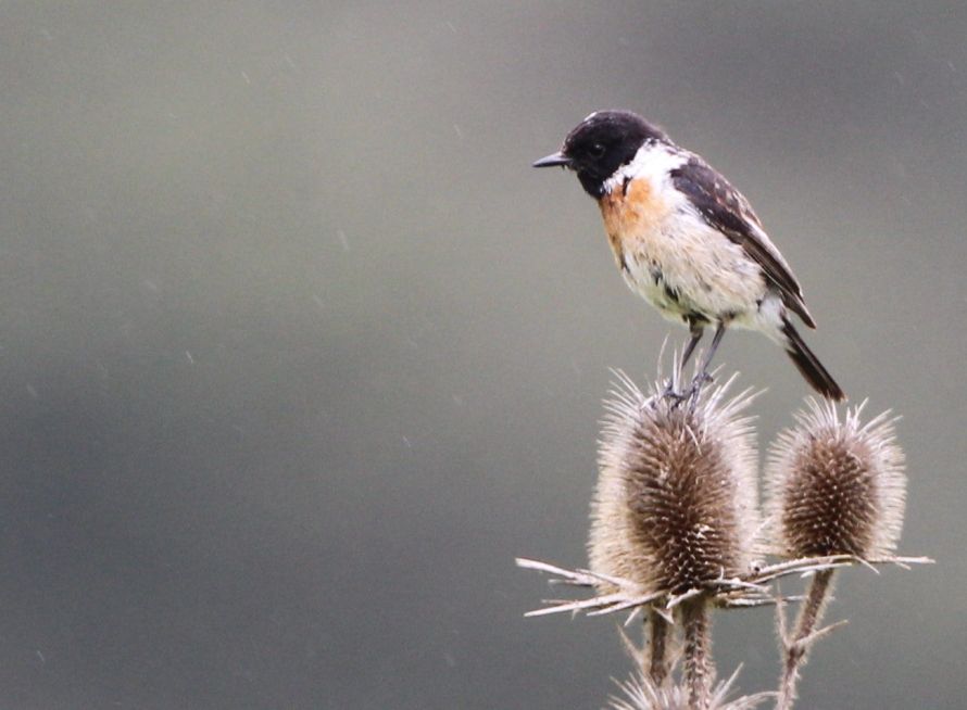 Siberian Stonechat