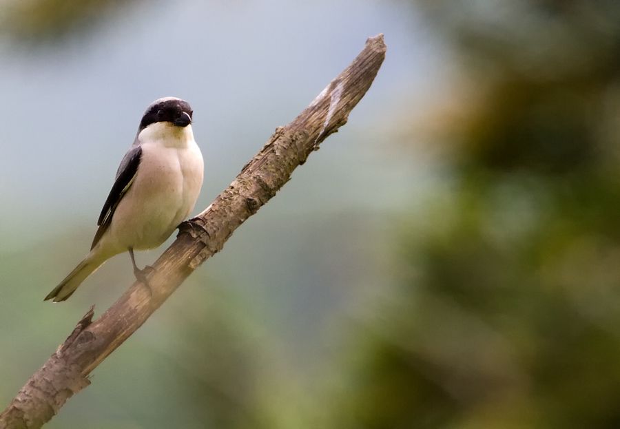 Lesser Grey Shrike